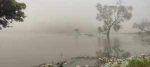 लगातार मूसलाधार बारिश से किरीबुरू में जलजला, तालाब उफनाए—टूटने के कगार पर पुलिया