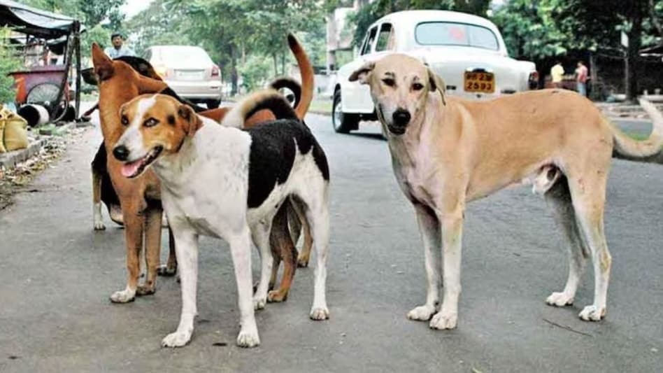 किरीबुरू में आवारा कुत्तों का आतंक चरम पर, दर्जनों लोगों पर हमला